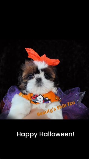 Happy Halloween from Beauty’s Shih Tzu! Enjoy a few of our favorite fall and Halloween 🎃 pictures!! Please feel free to add pictures of your Shih Tzu Halloween costumes in the comments! #HalloweenParty2025 #halloweendogs #shihtzulovegram | Beauty and the Beast Shih Tzu