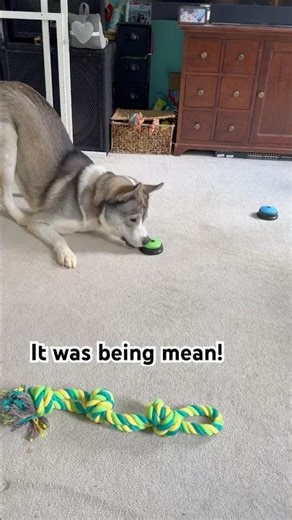 My Husky Argues With Talking Button