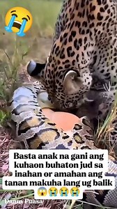 1.8M views · 4.3K reactions | Kalooy sa Sawa gisi mang tiyan #snake #python #highlights #trendingreels #viralreels #trending #meta #viewers #friends #followers #everyone | Danny Puasa | Facebook