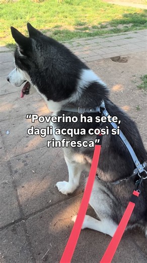 SE NON SAPEVI QUESTA COSA HAI RISCHIATO GROSSO 😬 Quando il cane fa attività fisica intensa cerca di recuperare con la termoregolazione. Il respiro accellera e se ingerisce acqua o cibo in questo momento puó rischiare la vita. Si può andare incontro a torsione gastrica, una condizione che richiede tempestivamente l’intervento del veterinario. IL CANE RISCHIA LA VITA!!!! Molti pensano che succede solo col cibo, in realtà no! Mi capita di vedere proprietari di cani in aree cani che offrono acqua p