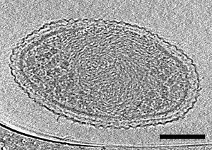 Scientists Snap Shots of the World's Smallest Known Life Forms
