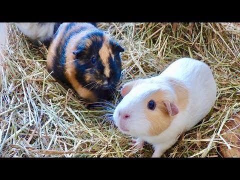 Signs of Normal Guinea Pig Behavior