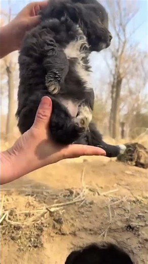 Menggagahi seekor anjing lokal kecil, rencana debut hewan peliharaan yang lucu, anjing, matahari em