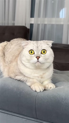 funny cat 🥰 #cat #funny #cute #catvideos #beautiful #cartoon