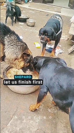 The Most Stressful Meal 🤯