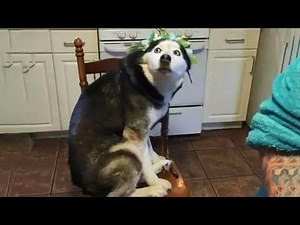 Funniest Dogs Ever! 🤣 | Funny Dog Videos Compilation 2025