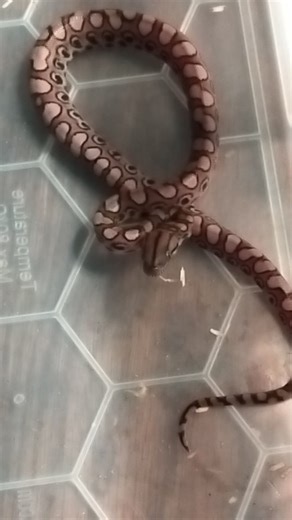 Little BRB baby's | SH reptiles | Facebook