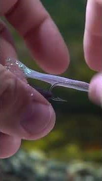 @dron_lee’s Mylar Minnow - #flytying #timelapse #flyfishing #tutorial #howto #shorts