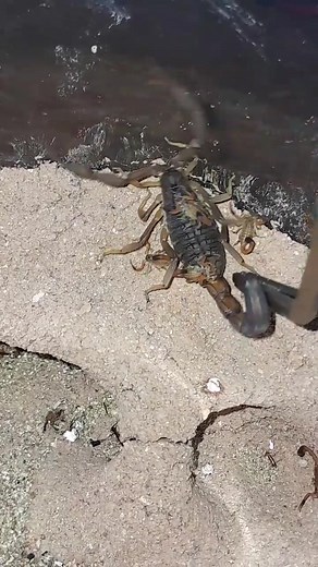 Exciting News: My Pet Scorpion Just Gave Birth Today!