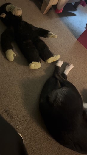 I just wanted you to see how peacefully Barney sleeps. He put the toys their first. | Stephen Kelleher