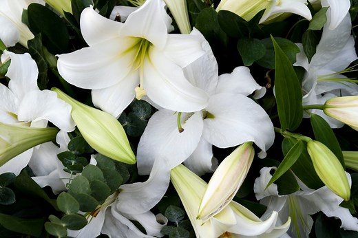 The Poignant Symbolism of the Lily Flower