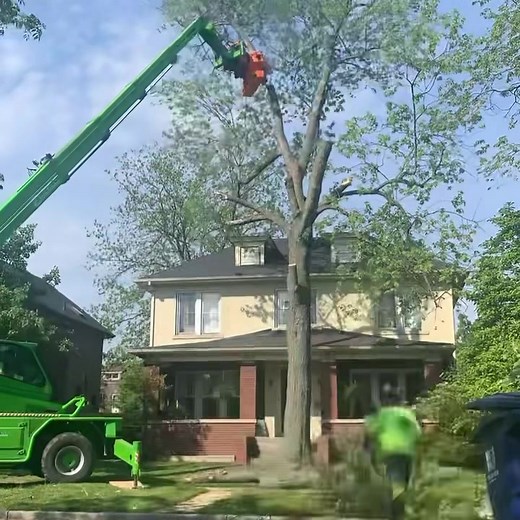 Expert Tree Removal Services for Hazardous Situations