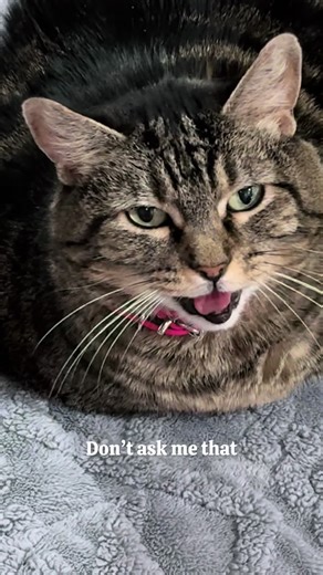 Penny is grumpy! #talkingcat | Aymie Herman And Family