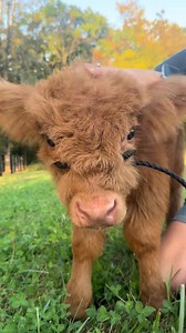 115K views · 5.5K reactions | Follow Miniature highland cattle for adoption | Fly High Farm | Facebook