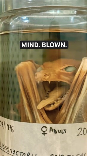 20 MILLION animals preserved in alcohol