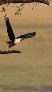 The African fish eagle (Icthyophaga vocifer) can be spotted in Amboseli National Park, particularly near the swamps and other water bodies. The park’s abundance of water sources makes it a suitable habitat for this iconic bird. Key Insights Habitat in Amboseli: African fish eagles are frequently seen near the permanent swamps and along the water bodies within the park, where they hunt for fish. Appearance: Adults are distinctive, with a white head, neck, chest, and tail that contrast with a dark