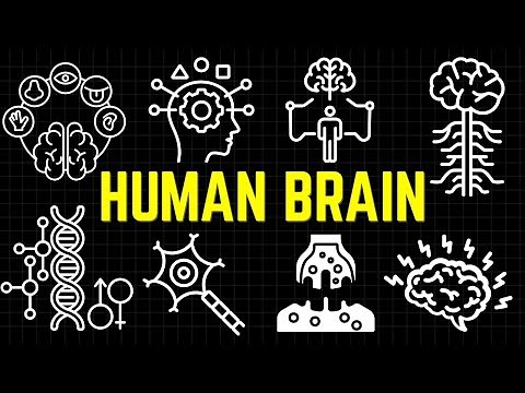 Introduction To The Human Brain