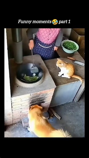 When You’re Cooking & Pets Decide to Help 😂🐶🐱#shorts