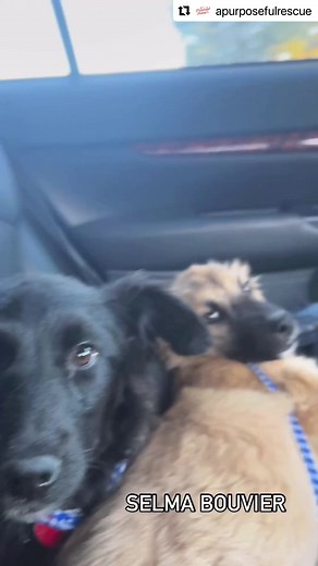 Selma (black and white) and Patty (tan and white) Bouvier are 4 months old and looking for homes (not together). They currently weigh just under 20 lbs and will likely be 40 lbs at maturity (best guess). Adoption applications are available on our website. 🩷#pattybouvier🦄 #selmabouvier🦄 #bordercollie #shepherd #bordercolliemix #adoptdontshop Foster @surlyjane | A Purposeful Rescue