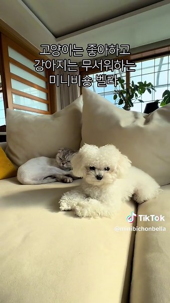 #미니비숑 #비숑프리제 #minibichon #비숑가족 #dogtok #cutepuppy #bichonmaltese