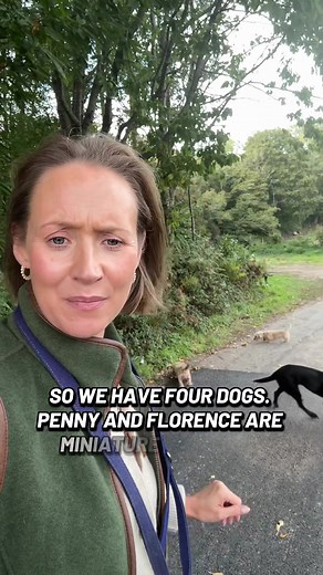 Meet the dogs #labrador #dachshund | dogs