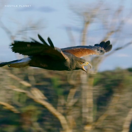 The Harris's hawks of the Sonoran Desert hunt like no other birds of prey... as a pack 🦅🦅🦅 #HostilePlanet is streaming on Disney . | National Geographic Animals