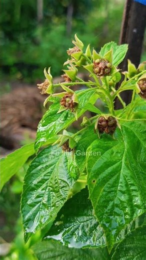 Nggak Nyangka! Raspberry Ini Berbuah Setelah Dipindah 😍🍓#gardening