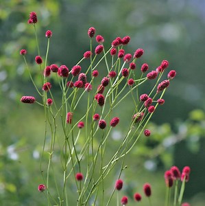 Sanguisorba - Alchetron, The Free Social Encyclopedia