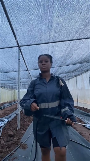 fumigation of greenhouse before a new cycle and the benefits #bioplant #biologicalsolution