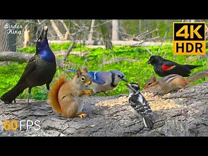 Cat TV 😺 High Contrast Birds and Squirrels for Pets to Enjoy 🐿 Cat Games 4K HDR 60FPS