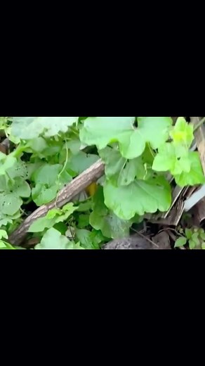 I don't know what it has been through?#straydog #straypuppy #savepuppy #adoption#savedog