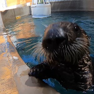 47K views · 2.8K reactions | Happy otterversary Sushi! This lil water weasel joined our sea otter family 5 years ago today, after being found as an orphan and rescued by Monterey Bay Aquarium | Oregon Zoo | Facebook