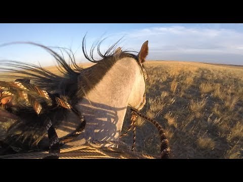 Working Cattle Horseback