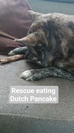 husky Rescue LOVES pancakes