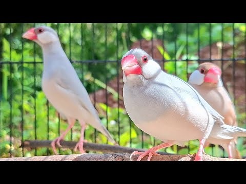Alright! We are ready to sing a song in a big group. We can sing best version. Java sparrows singing