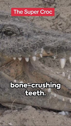 The Sarcosuchus Unveiled: Exploring the SuperCroc's Reign Dive into the prehistoric world with our latest YouTube Short, where we unravel the mysteries of the Sarcosuchus, often referred to as the SuperCroc. This extinct genus of crocodyliform was a behemoth, standing as one of the largest crocodile-like reptiles to have ever roamed the Earth. In this captivating short, we explore its size, habitat, and the factors that made it a terrifying predator of its time. Join us on this journey back in t