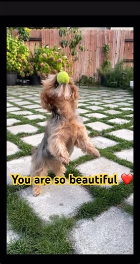 Cute Yorkie playing moments #cute #dog #cuteanimals #shorts