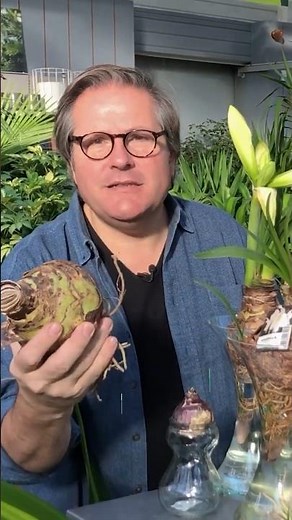 Comment faire fleurir un bulbe d'amaryllis ? - Truffaut