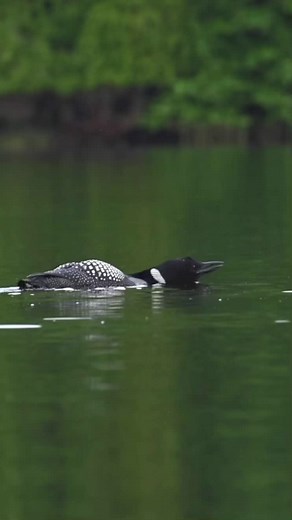 Loon Call … the Yodel. Only the male loon can make this call. A territorial warning to other loons. Maine 2022. #natgeo #nature #topazlabs #z9 #nikon100-400 #nikonnofilter #yourshotphotographer #wildlifephotography #wildlife_perfection #audubonsociety #audubon #your_best_birds #allmightybirds #nuts_about_birds #kings_birds #downeastmagazine #friendsofacadia #birds_adored #ourplanetdaily #discovery # mainestagrammers #acadianps #fortheloveofmaine. #discovery #ourplanetdaily #loons #visitbarharbor