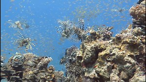 🌊 Dive into the world of the #Lionfish - a vibrant invader of the seas. Native to the Indo-Pacific, these striking creatures are now making waves in the Atlantic as an invasive species. 🐠 With their bold stripes and an array of venomous spines, lionfish are a sight to behold but pose a threat to reef ecosystems. They compete for food and space with native fish, and their rapid reproduction rate is a cause for concern. 🐟💥 Did you know? A mature lionfish can release about two million eggs a ye