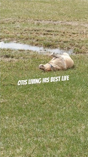 Lab rolls in spring water