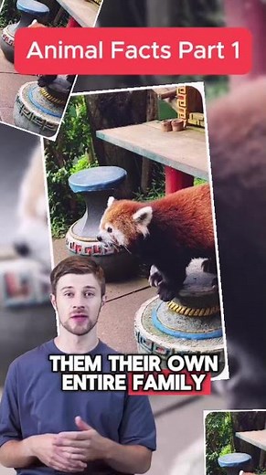 Red Pandas Aren't Related to Pandas At All