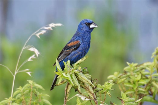 Get to know the gorgeous blue grosbeak