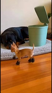 He make him confused 😅😅 #funnydogs #dogs | Cute Dogs