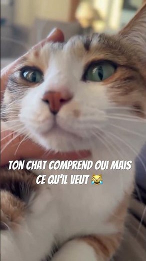 La compréhension d’un chat 😹 #chat #chats #chaton #animaux #animaldomestique #comportementchat #cat
