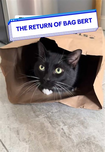 The Return of Bag Bert: Tuxedo Cat's Funniest Moments