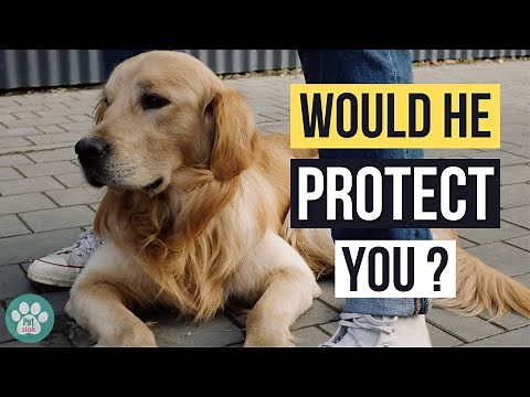 Do Golden Retrievers Protect Their Owners?