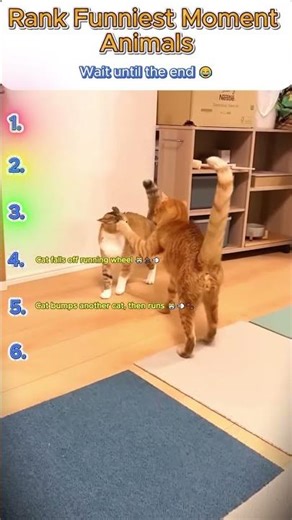 Funniest Cat Clips Ranking 🐱 #LOLcats #CatRanking