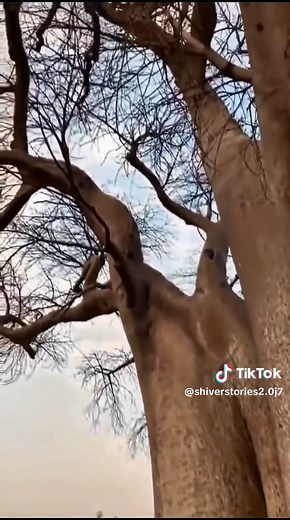 Discover Different Types of Trees 🌲🌳