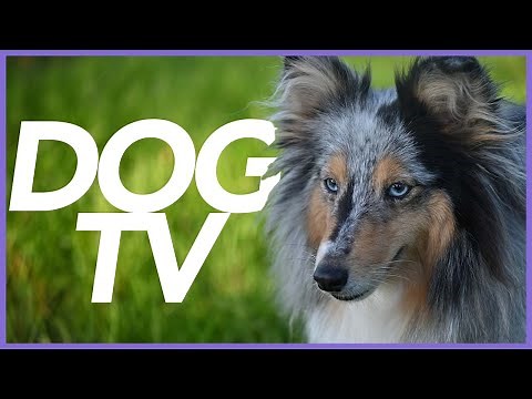 Dog TV - Virtual Adventure for Dogs to Watch - 20 Hour Petflix Video